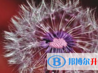 2021年宜賓中考成績一般讀什么學校